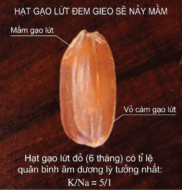 Gạo trắng hay gạo lứt? Quyết định là ở bạn