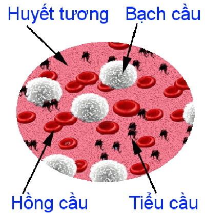 Các chỉ số quan trọng trong xét nghiệm máu